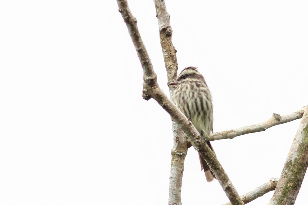 Variegated Flycatcher - ML640009456