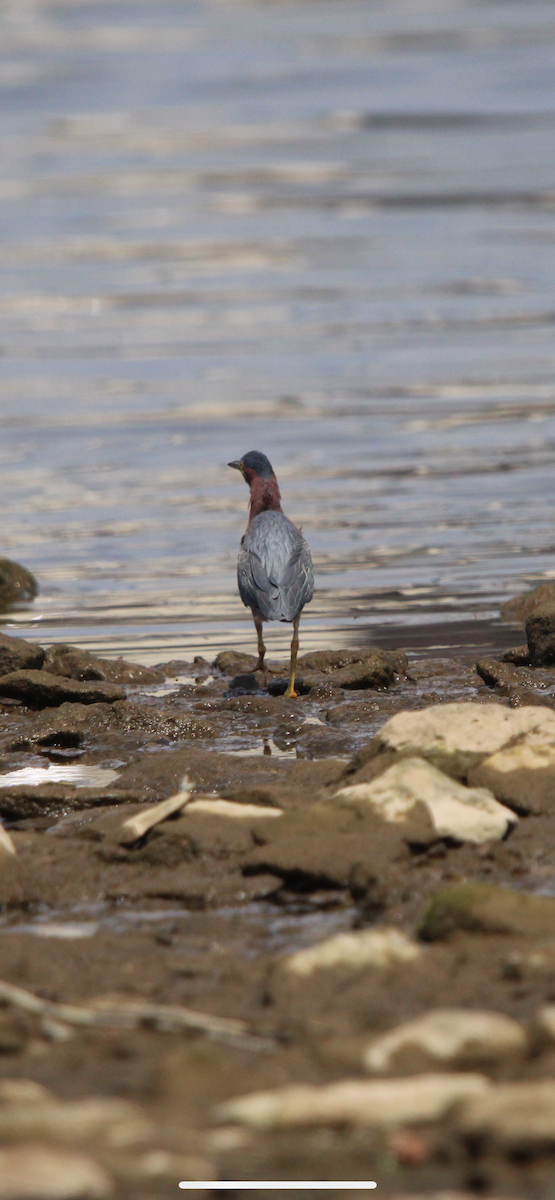 Green Heron - ML640009458