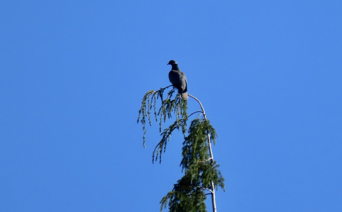 Band-tailed Pigeon - ML640009459
