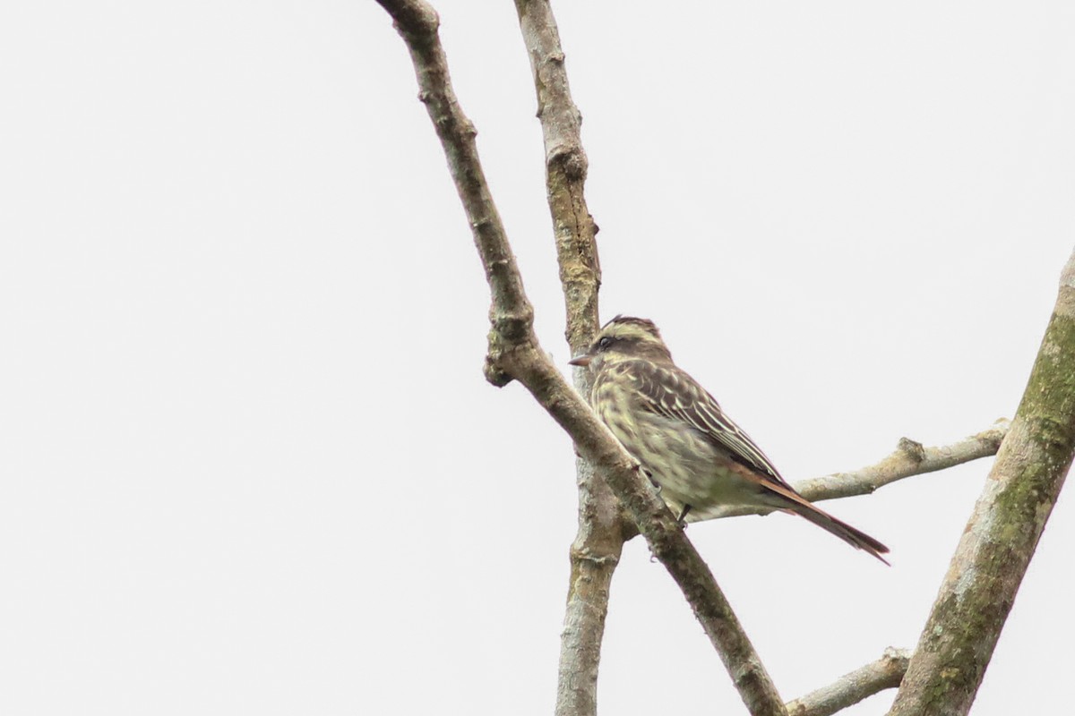 Variegated Flycatcher - ML640009463