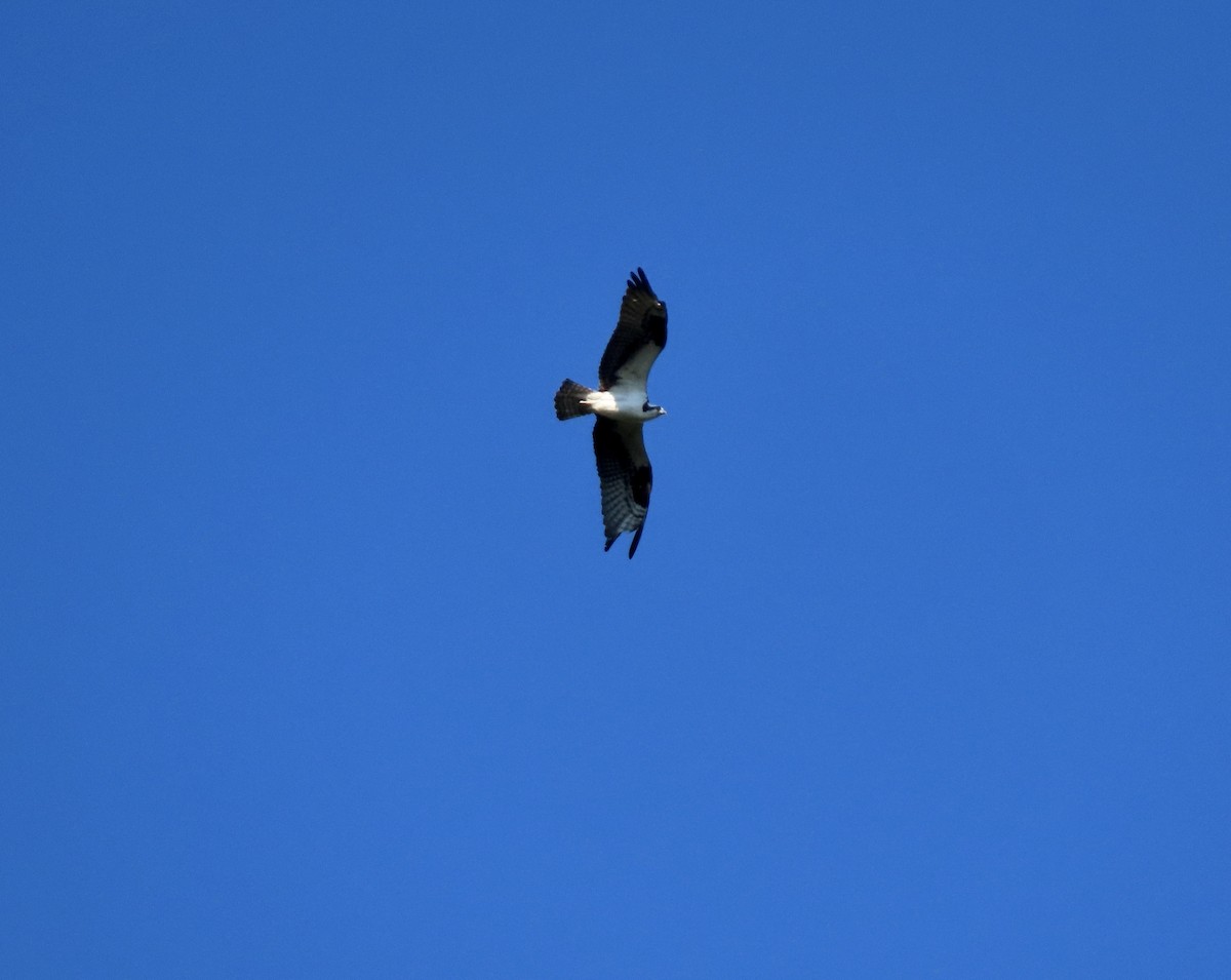 Águila Pescadora - ML640009468