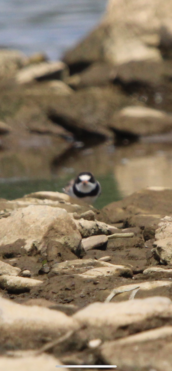 Semipalmated Plover - ML640009539