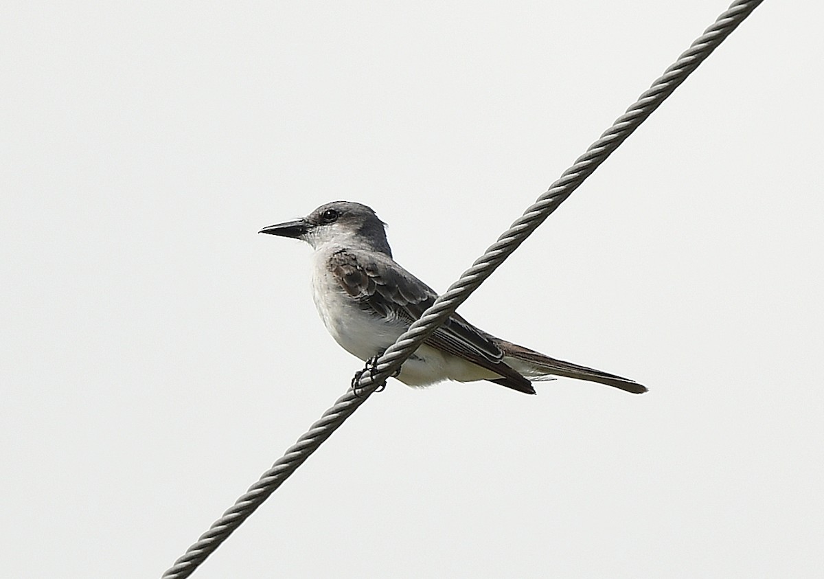 Gray Kingbird - ML640009559