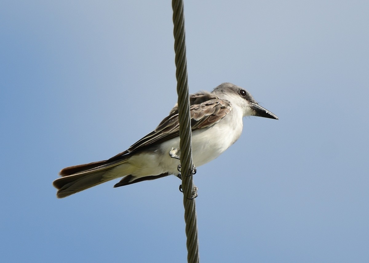 Gray Kingbird - ML640009560
