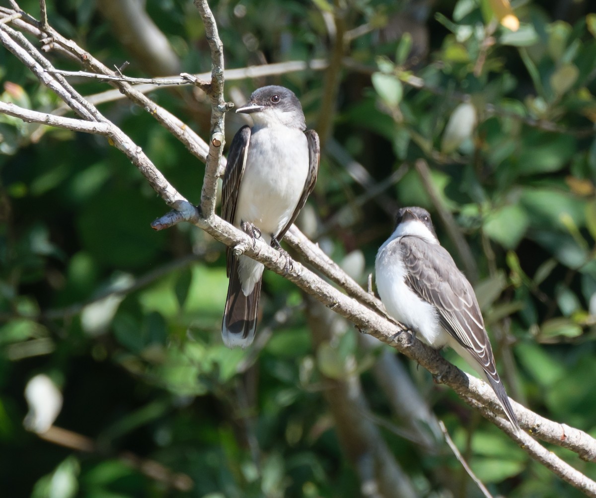 Eastern Kingbird - ML640009561