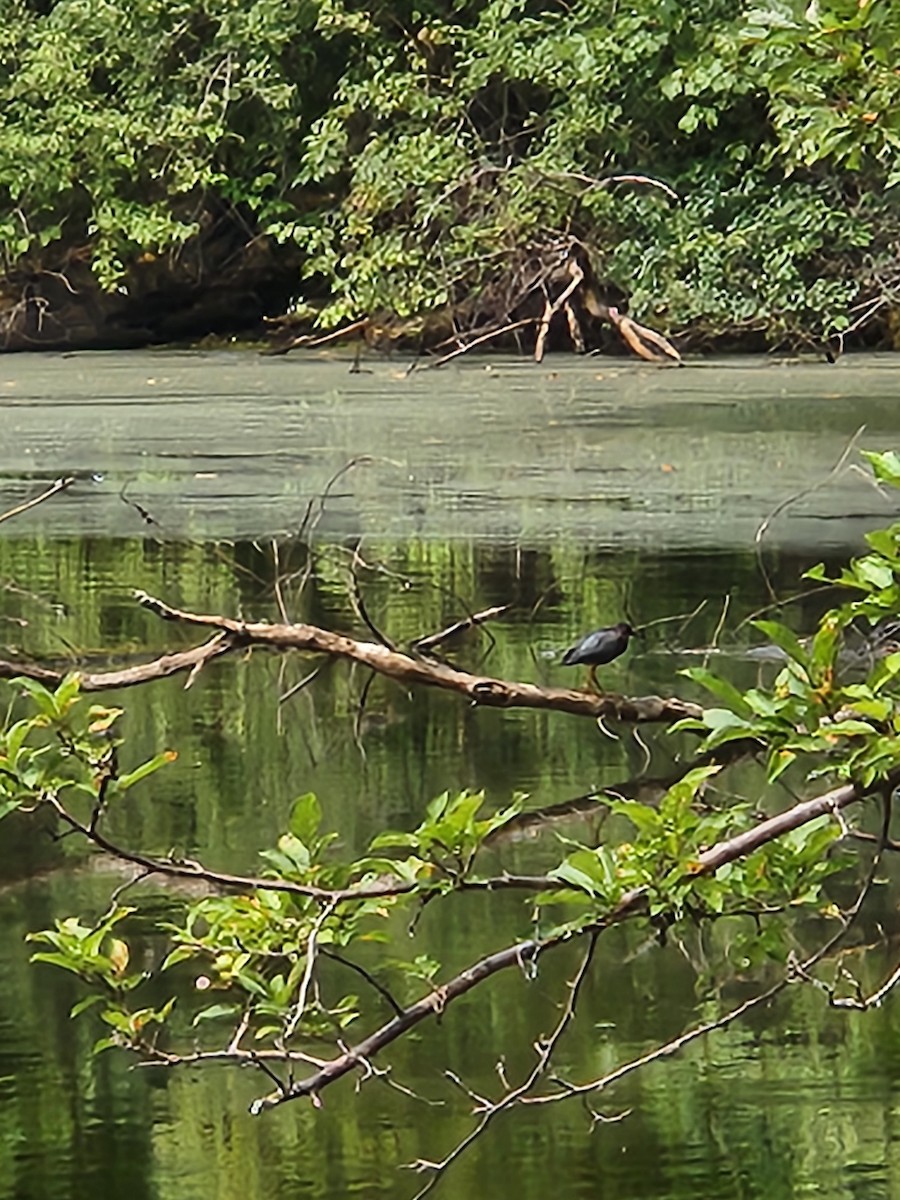 Green Heron - ML640009578