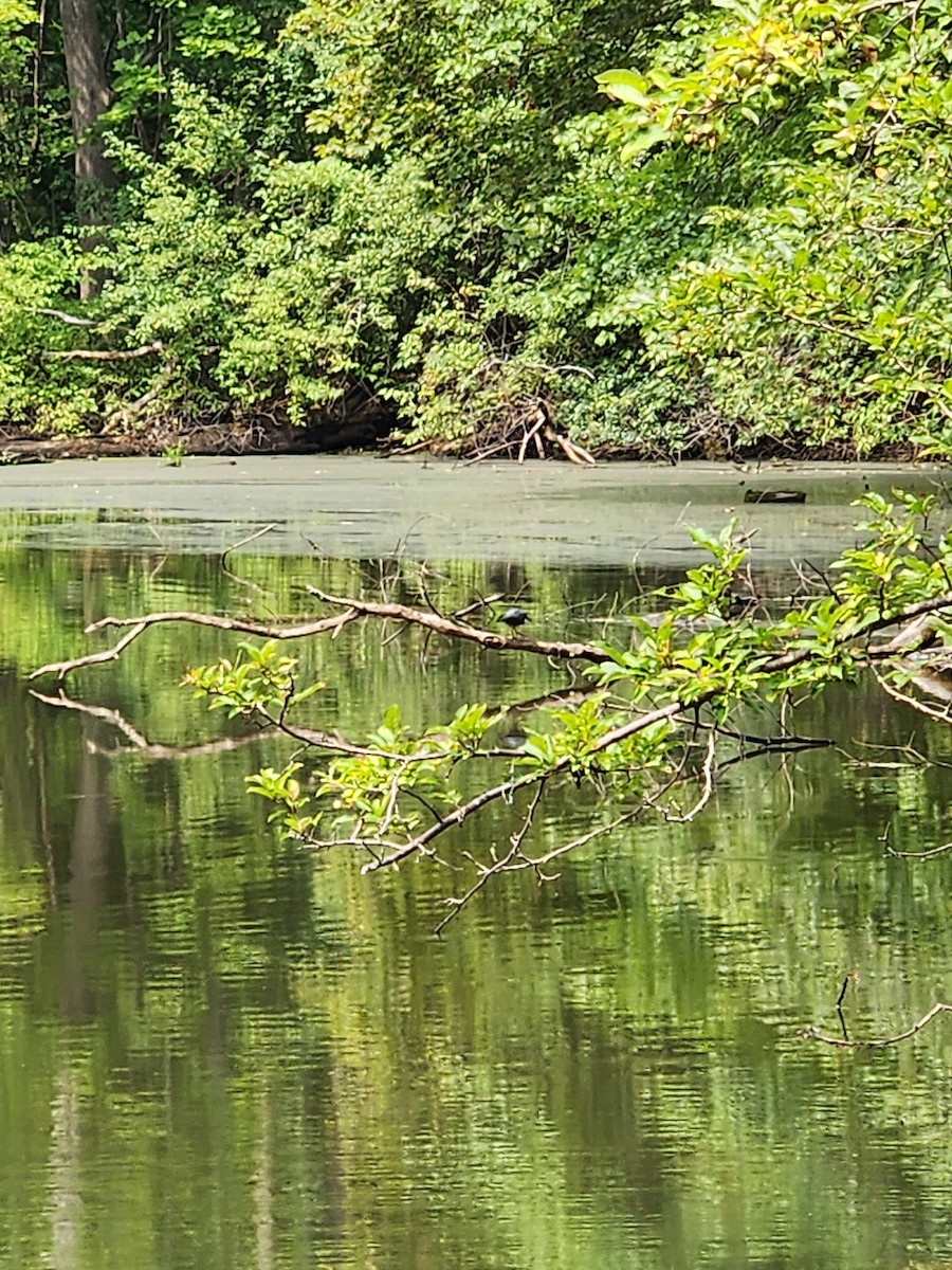 Green Heron - ML640009579