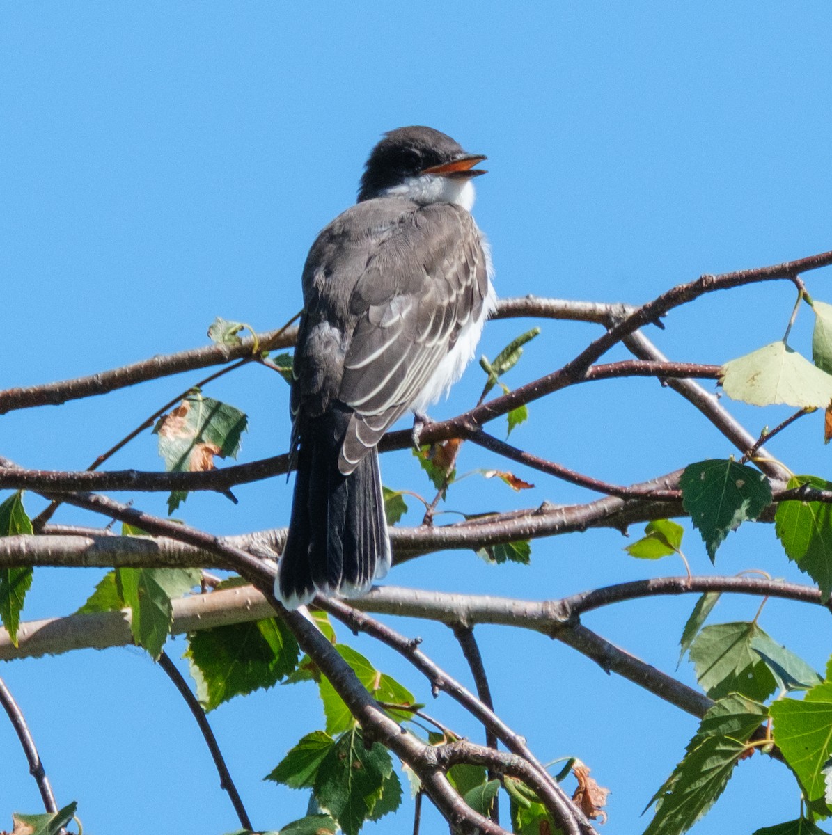Eastern Kingbird - ML640009584