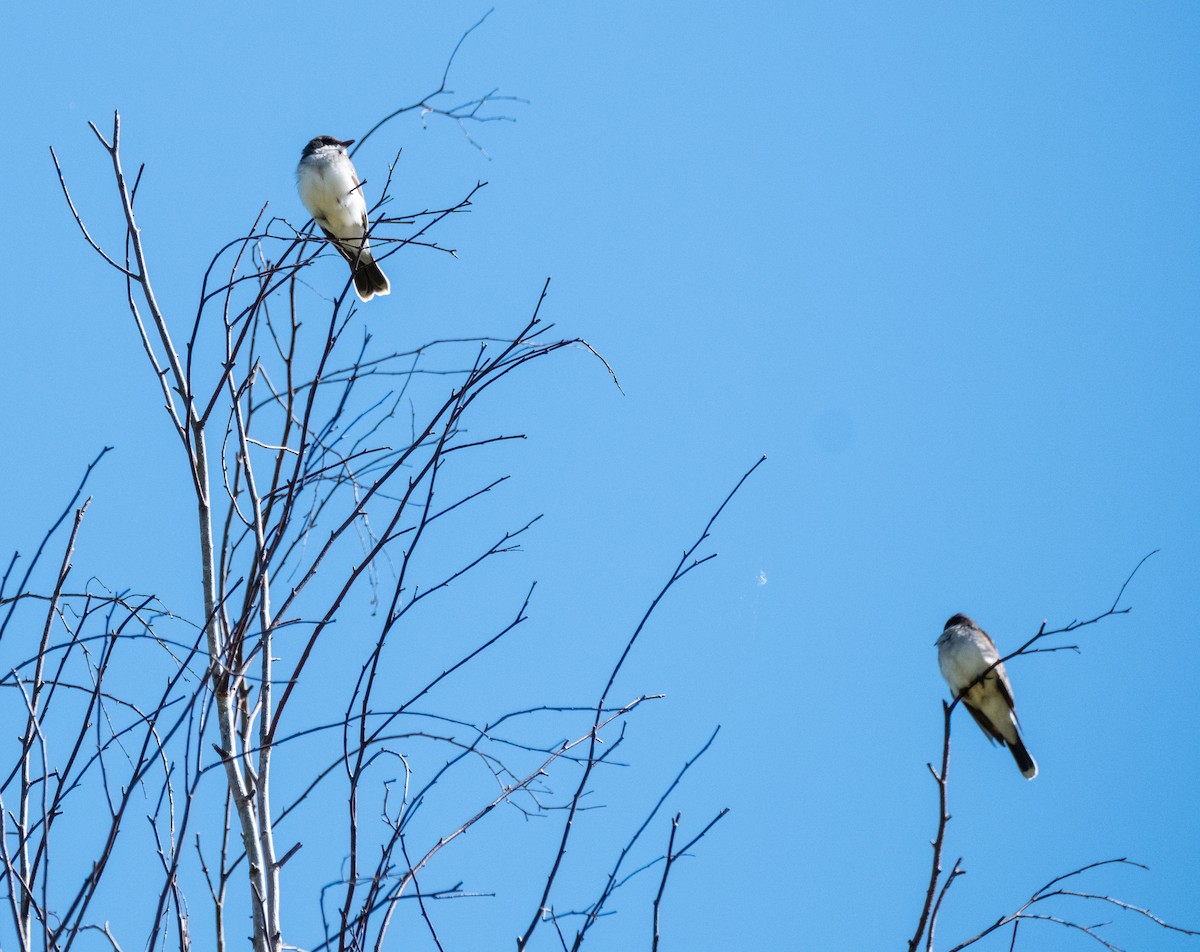 Eastern Kingbird - ML640009589