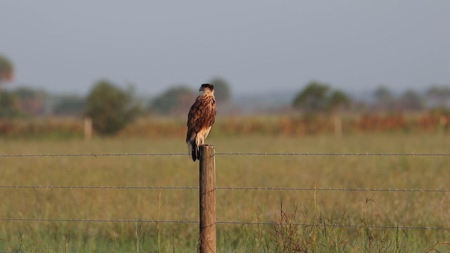 Crested Caracara - ML640009604