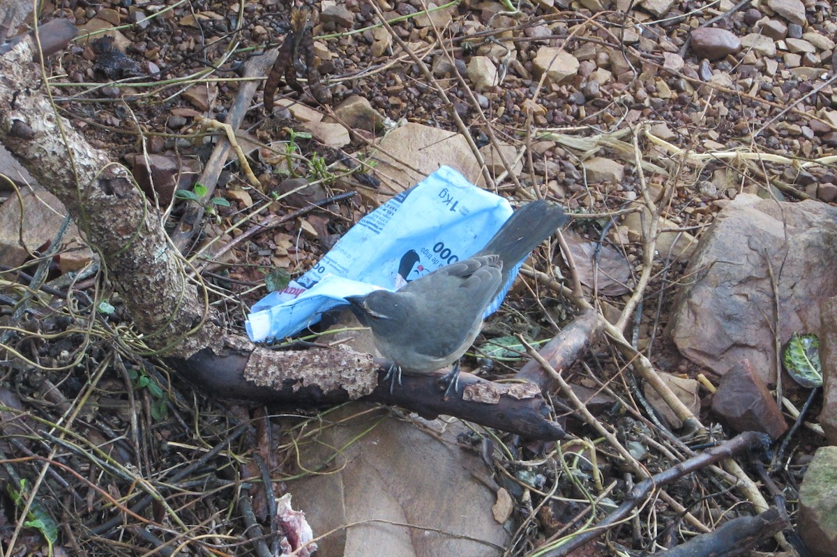 Bluish-gray Saltator - ML640009637