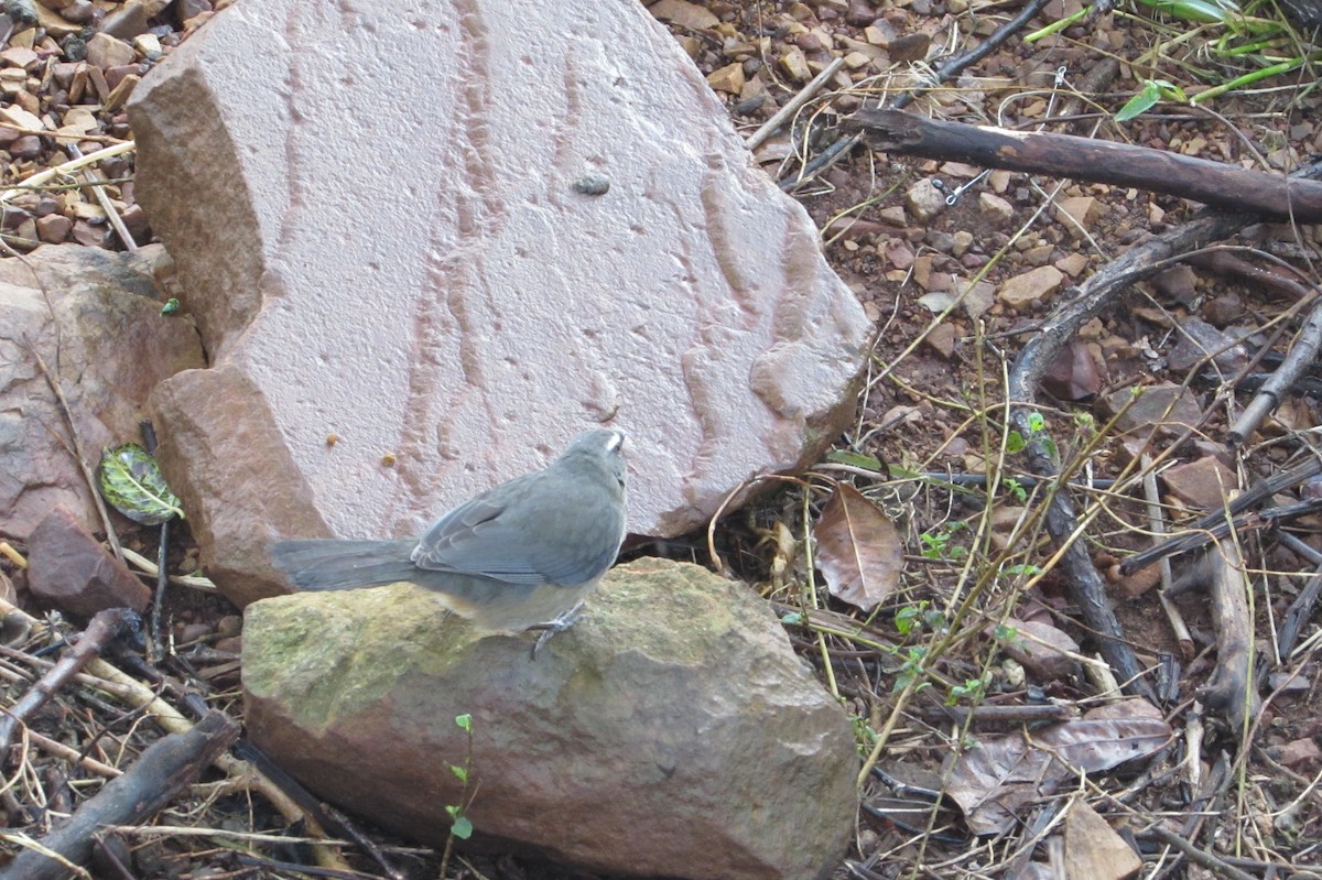 Bluish-gray Saltator - ML640009638