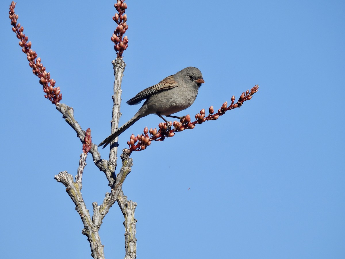 Black-chinned Sparrow - ML640009654