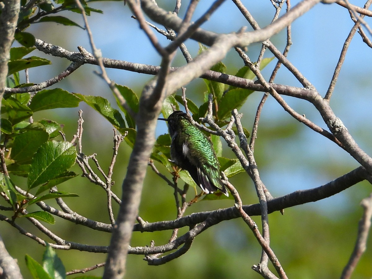 Ruby-throated Hummingbird - ML640009696