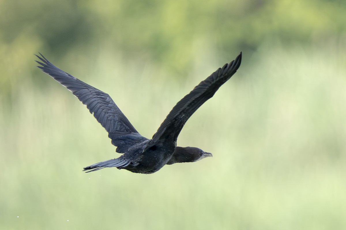 Pygmy Cormorant - ML640009697