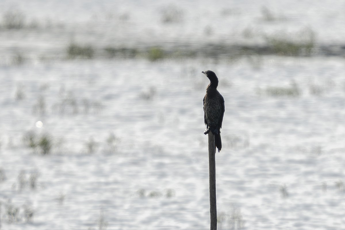 Pygmy Cormorant - ML640009700