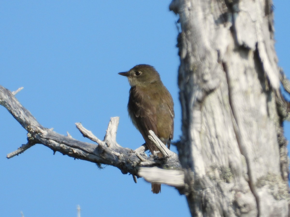 Alder Flycatcher - ML640009715