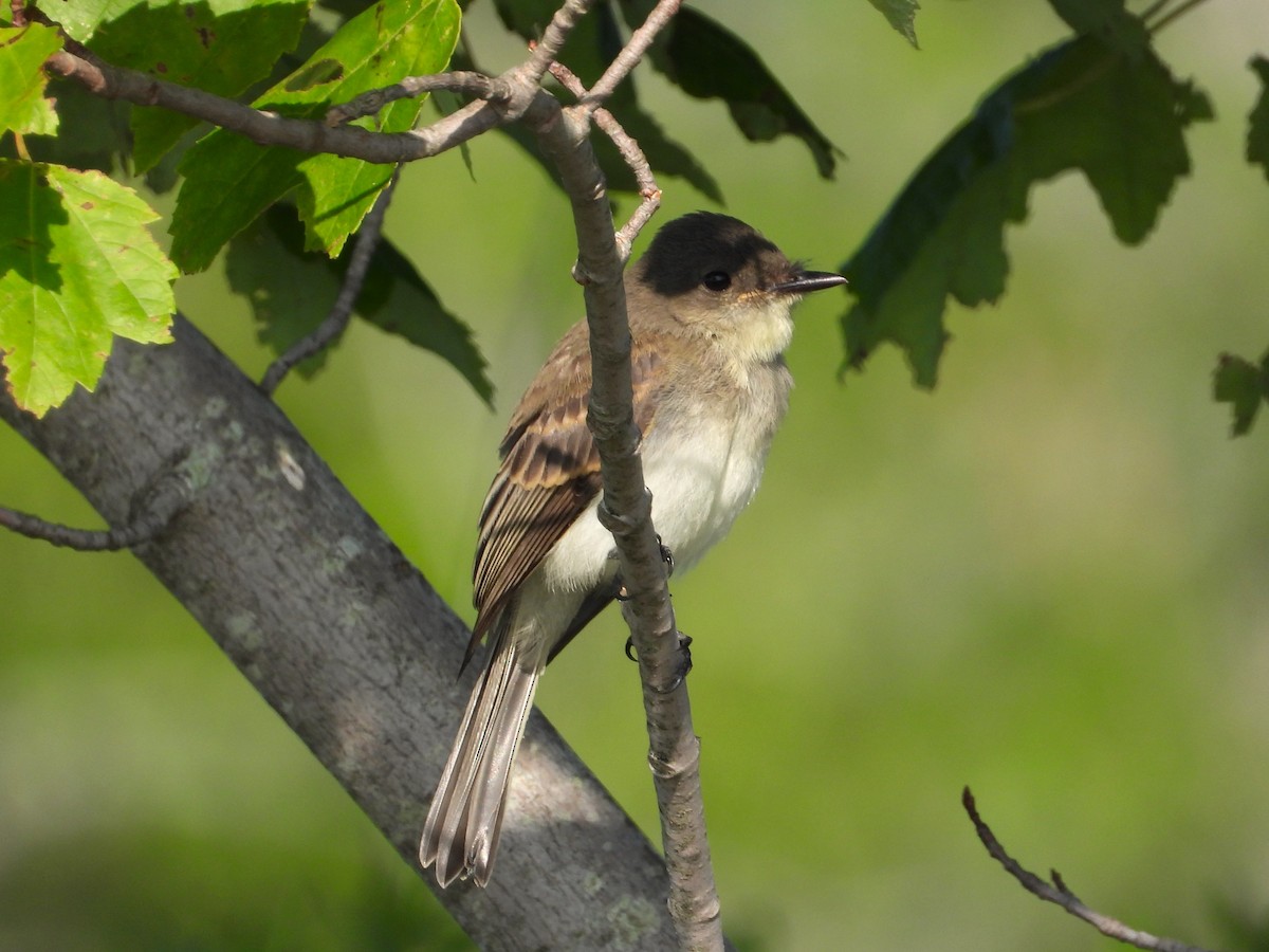 Eastern Phoebe - ML640009722