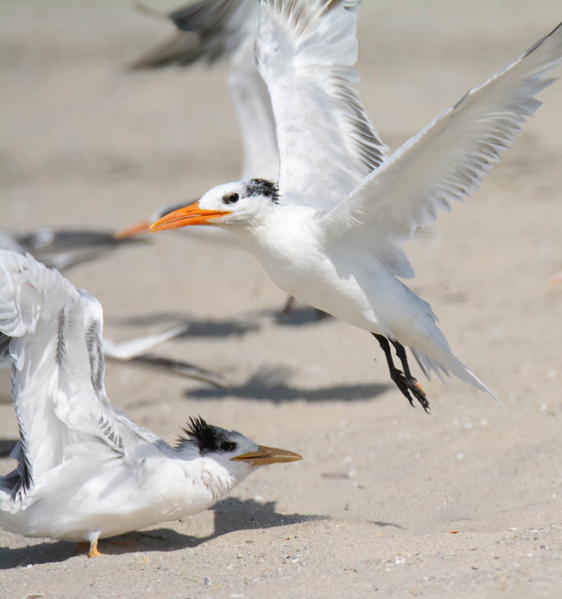 Elegant/Royal Tern - ML640009723