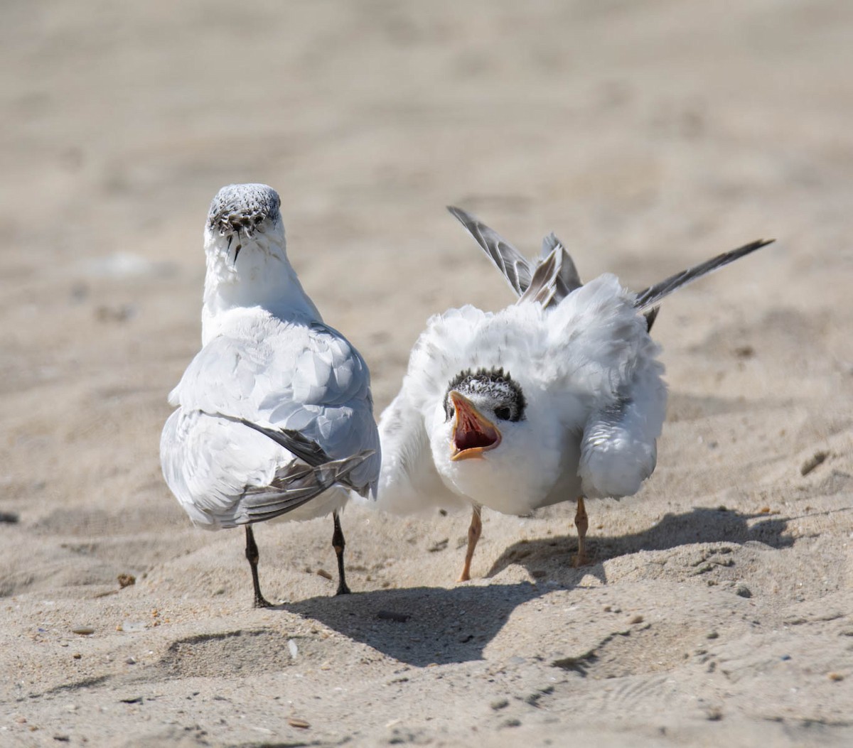 Elegant/Royal Tern - ML640009724
