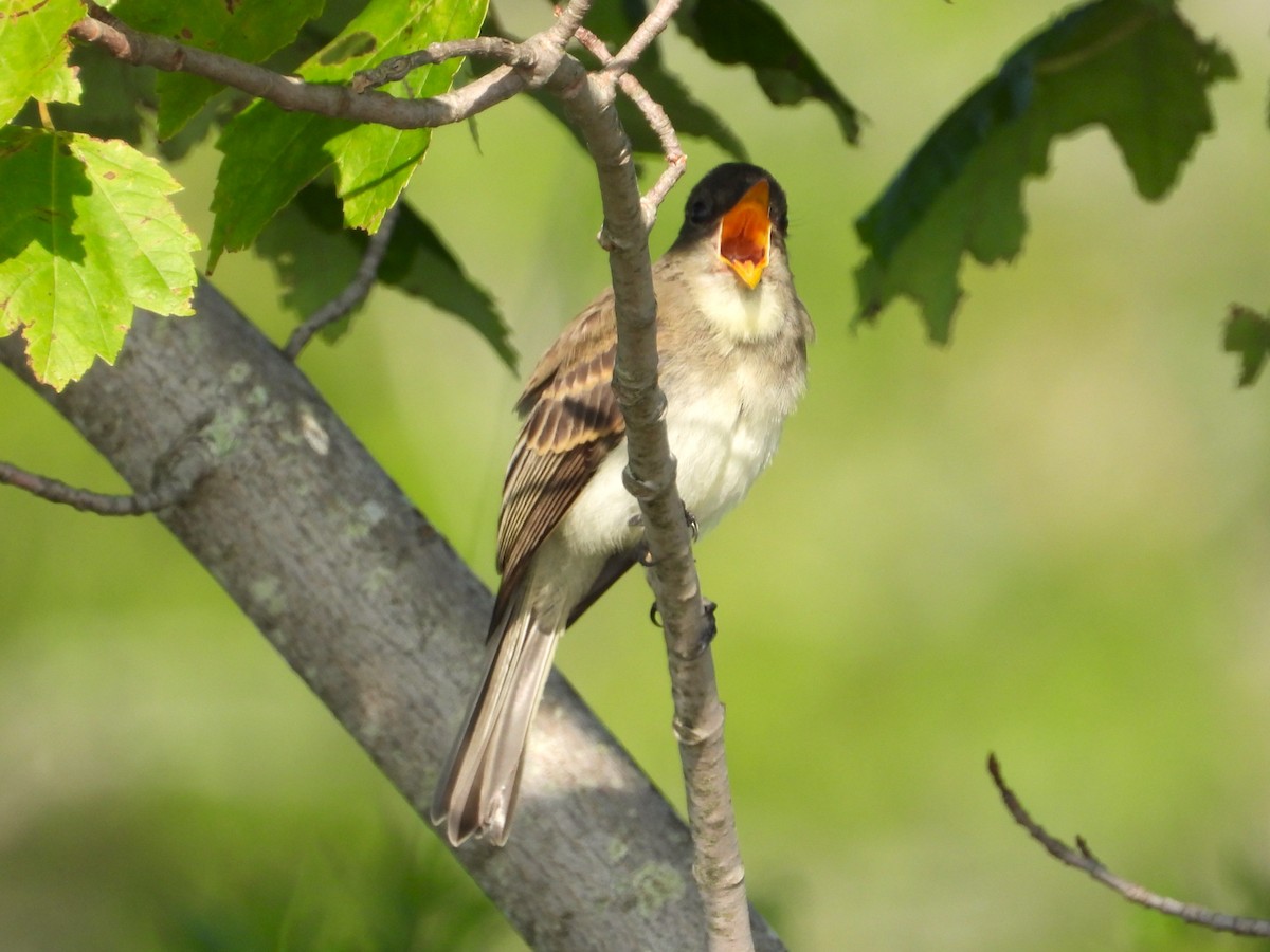 Eastern Phoebe - ML640009728