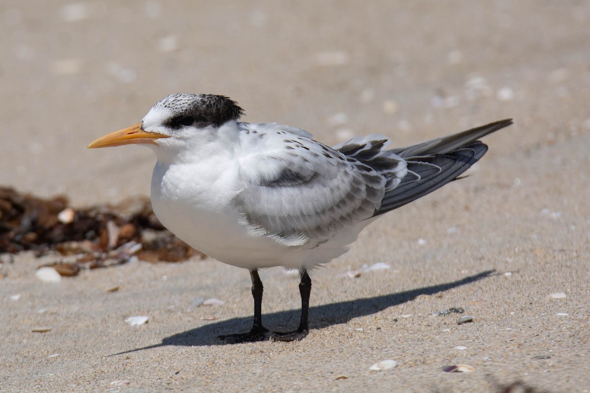 Elegant/Royal Tern - ML640009739