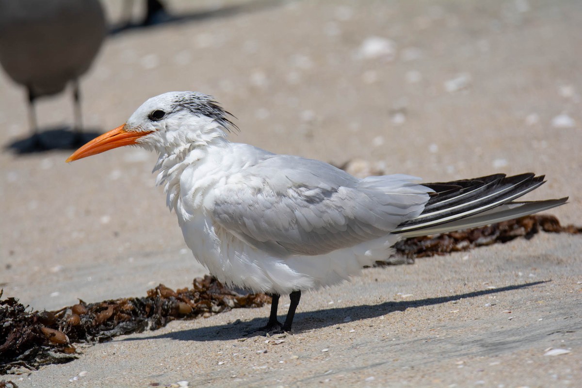 Elegant/Royal Tern - ML640009740