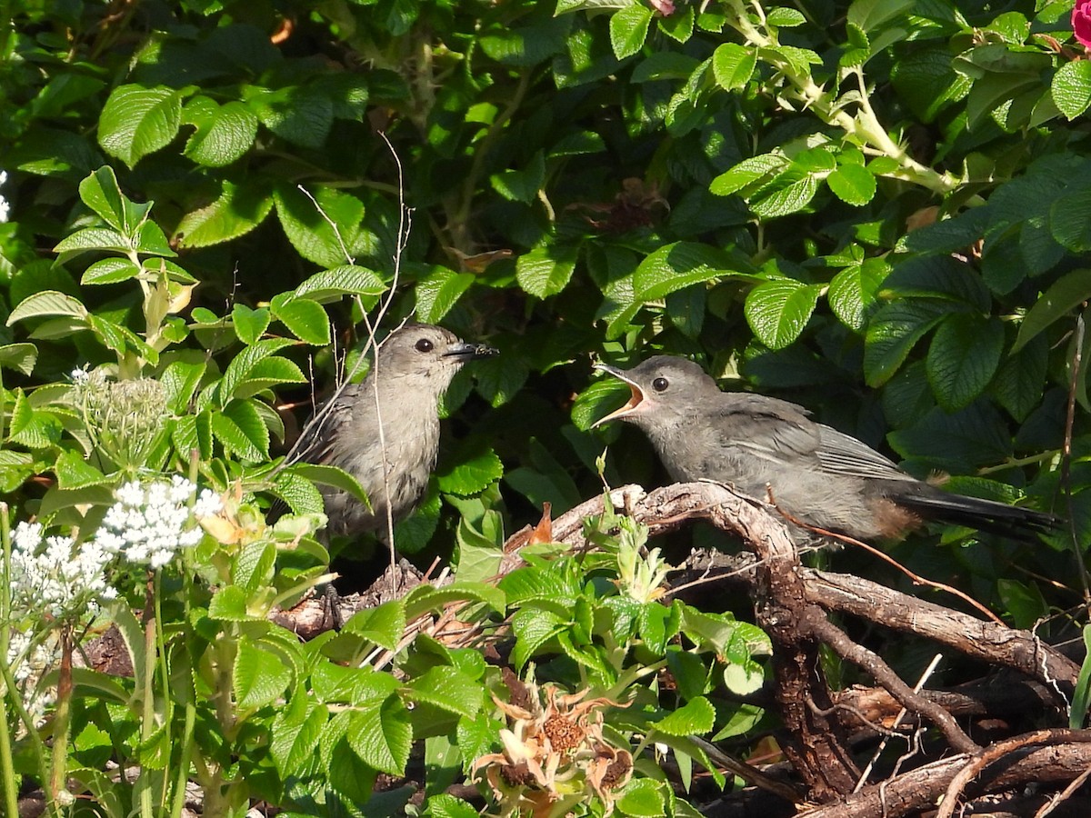 Gray Catbird - ML640009742