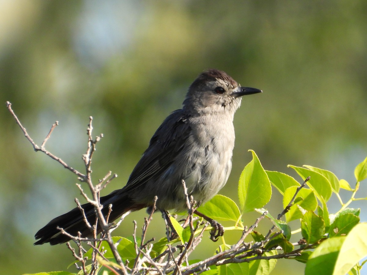 Gray Catbird - ML640009743