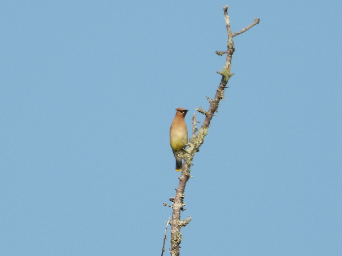 Cedar Waxwing - ML640009746