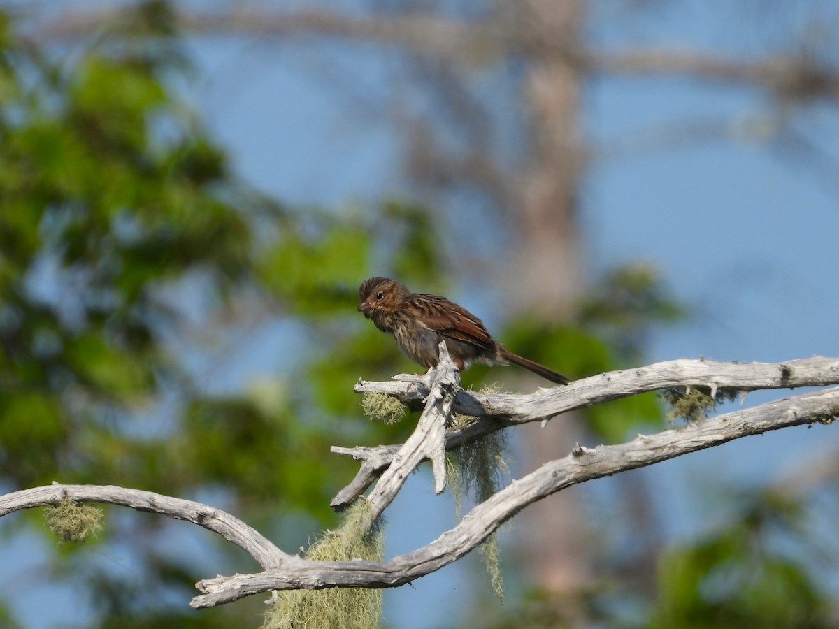 Song Sparrow - ML640009754