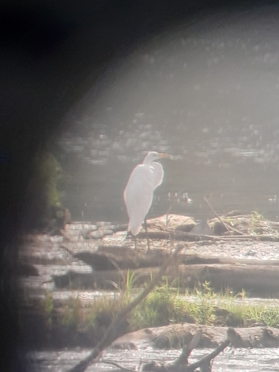 Great Egret - ML640009757