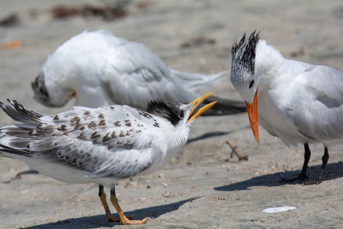 Elegant/Royal Tern - ML640009761