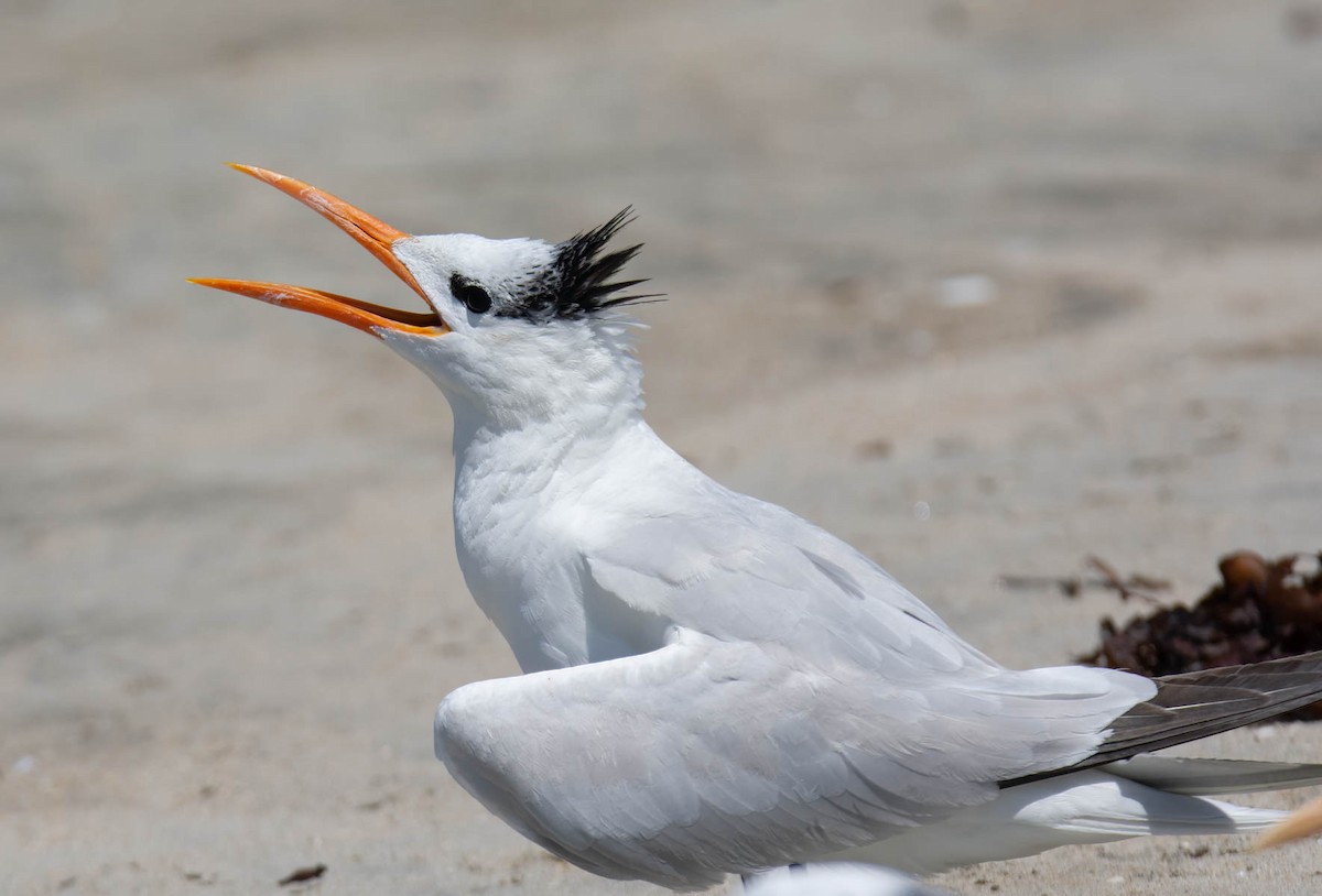 Elegant/Royal Tern - ML640009762