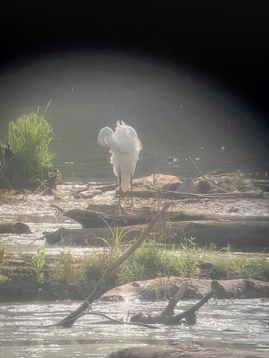 Great Egret - ML640009764