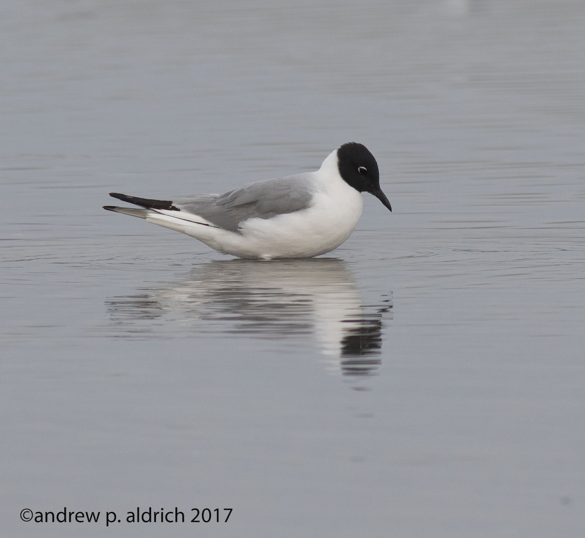 Bonaparte's Gull - ML64000981