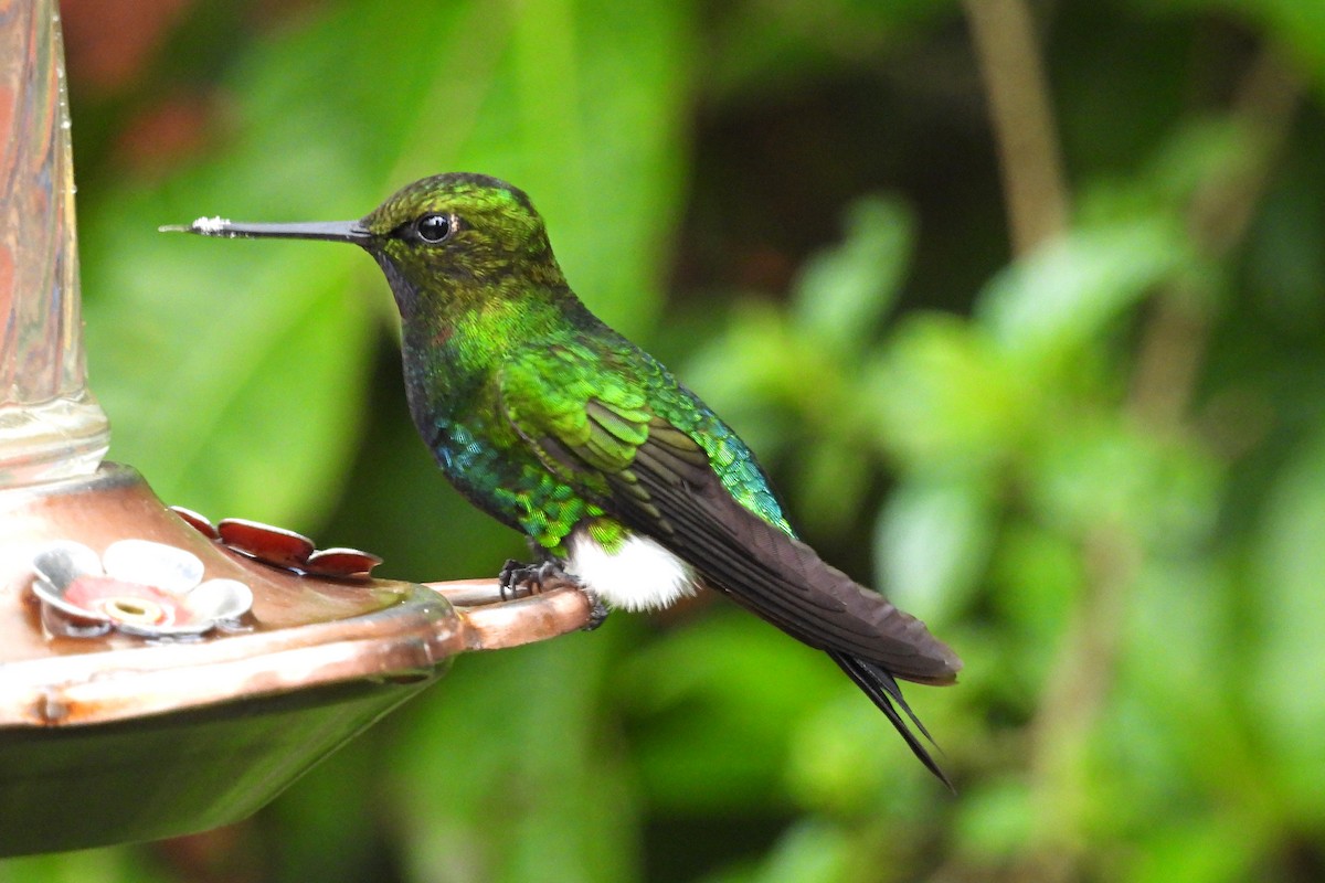 Glowing Puffleg - ML640009814
