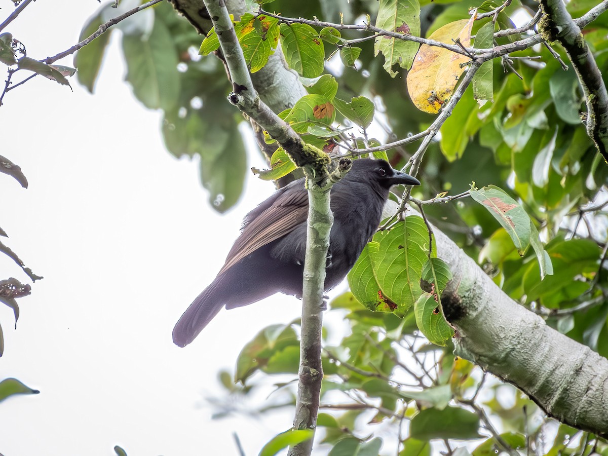 Halmahera Paradise-crow - ML640009850