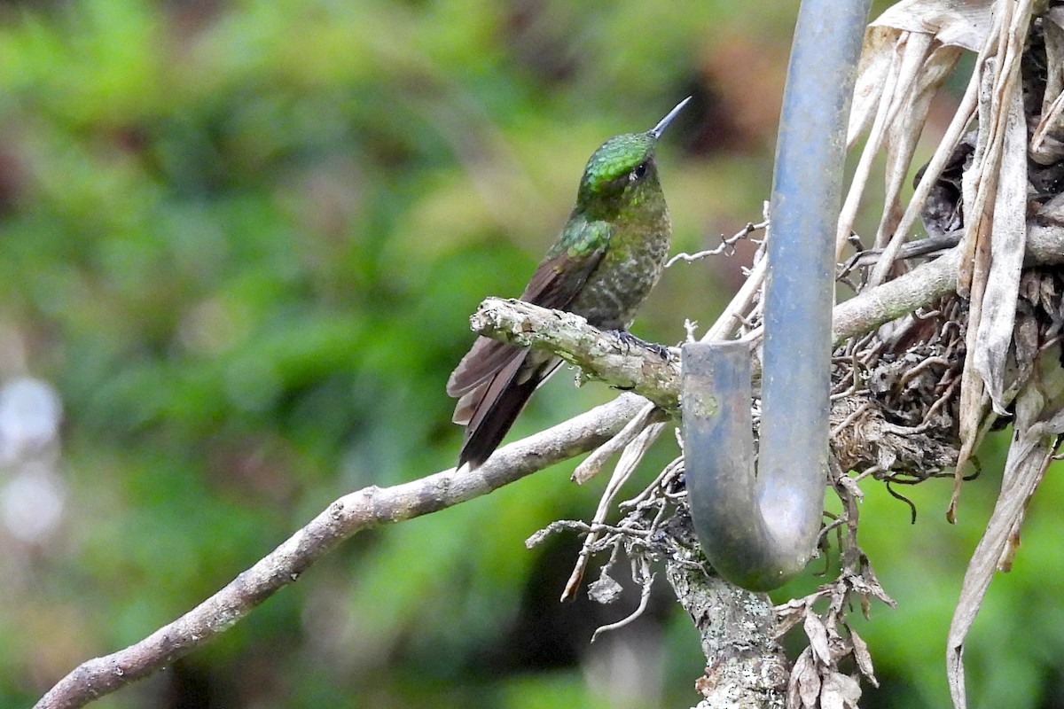 Tyrian Metaltail - ML640009872