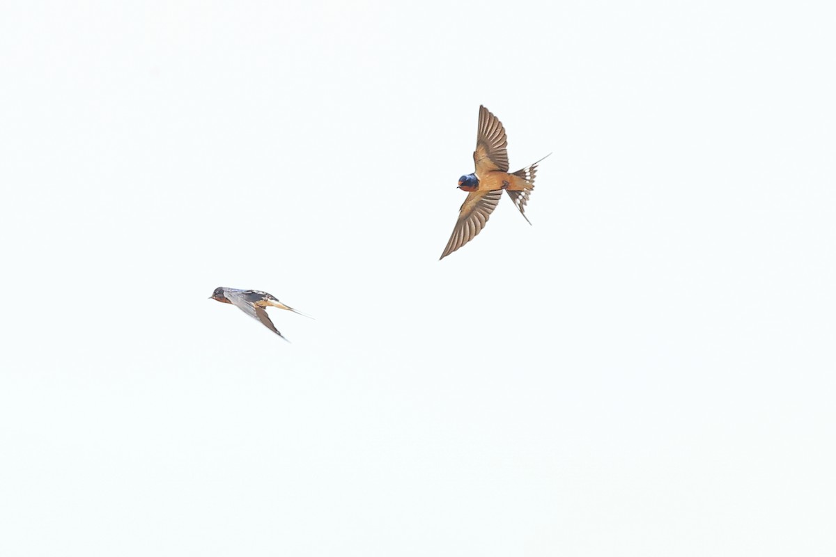 Асрын хараацай - ML640009898