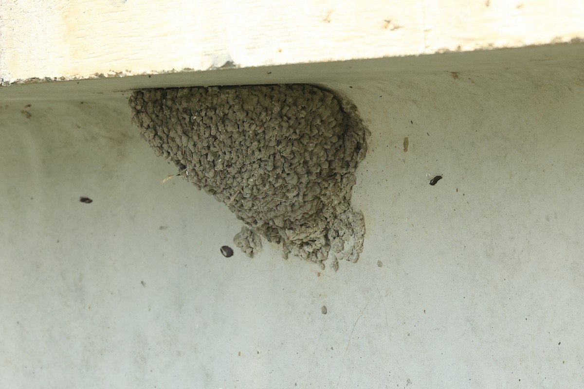 Асрын хараацай - ML640009900