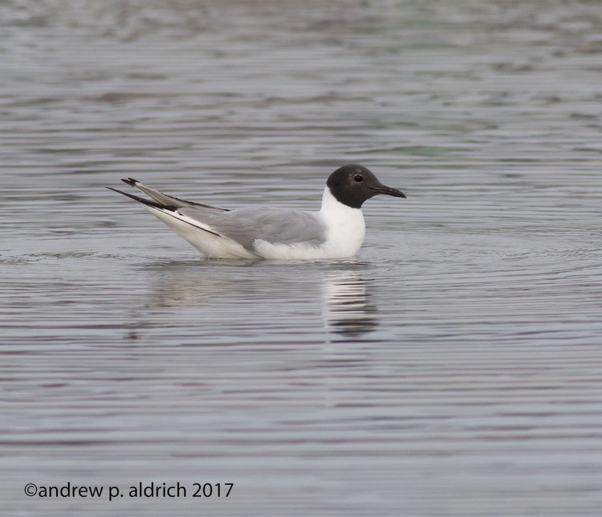 Bonaparte's Gull - ML64000991