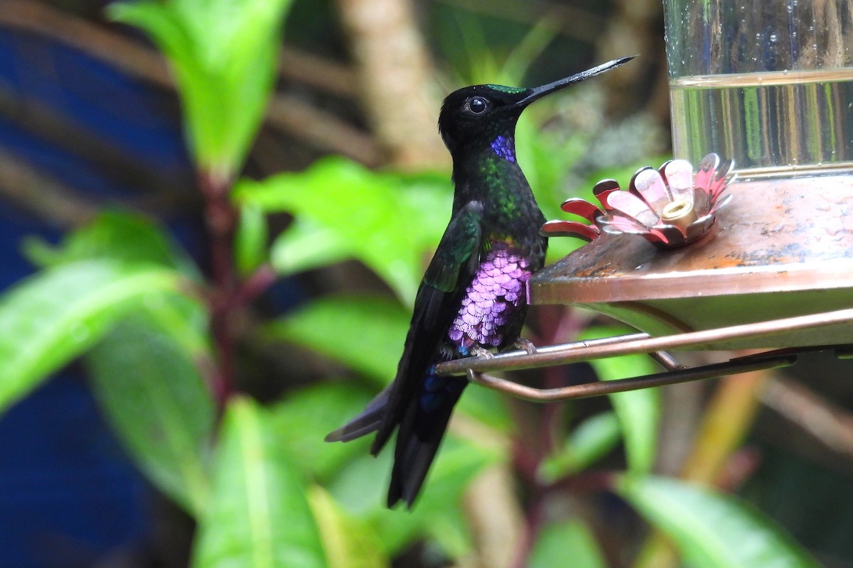 Blue-throated Starfrontlet - ML640009951