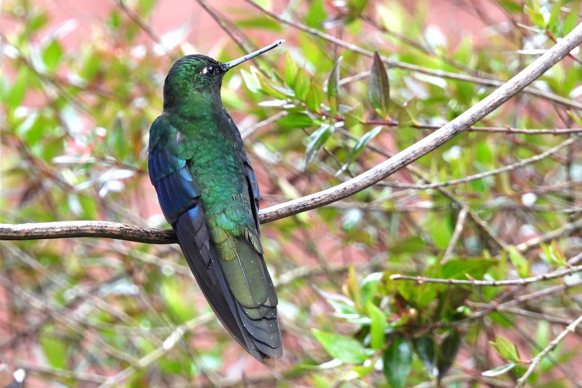Colibri à ailes saphir - ML640010094