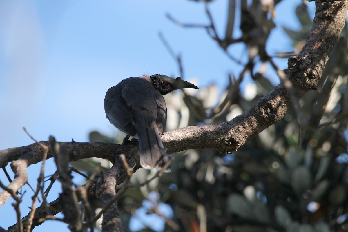 Noisy Friarbird - ML640010097