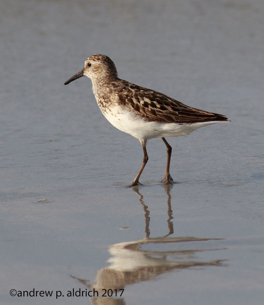 Semipalmated Sandpiper - ML64001011