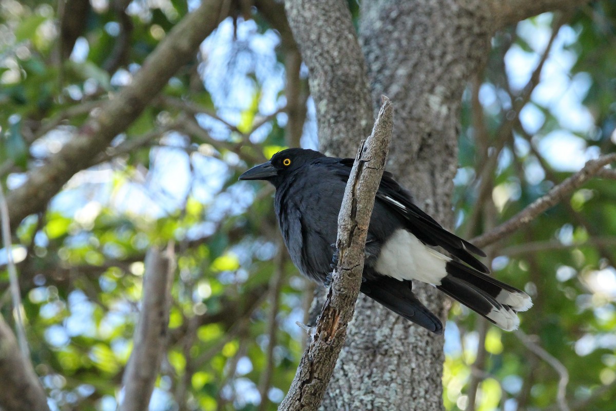 Pied Currawong - ML640010120