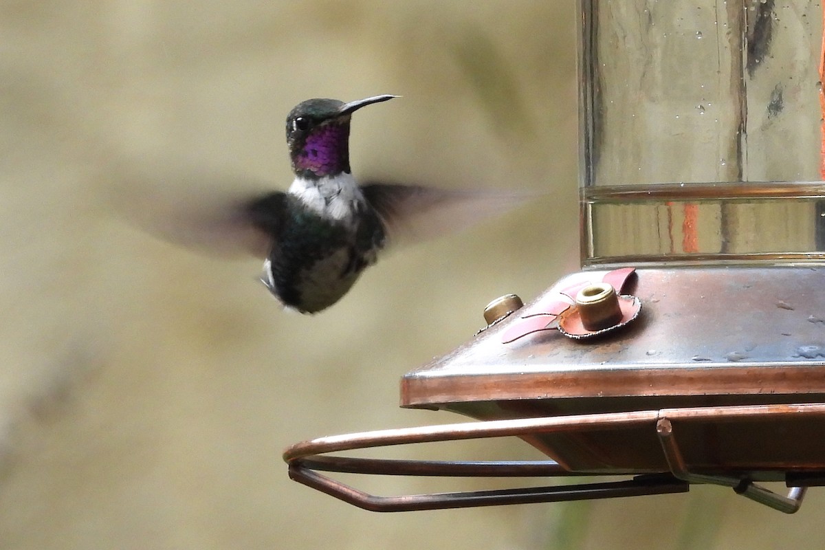 Colibri de Mulsant - ML640010126