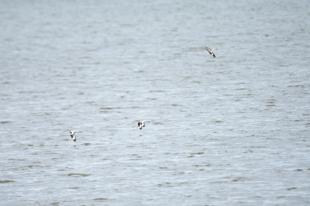Willet - ML640010129