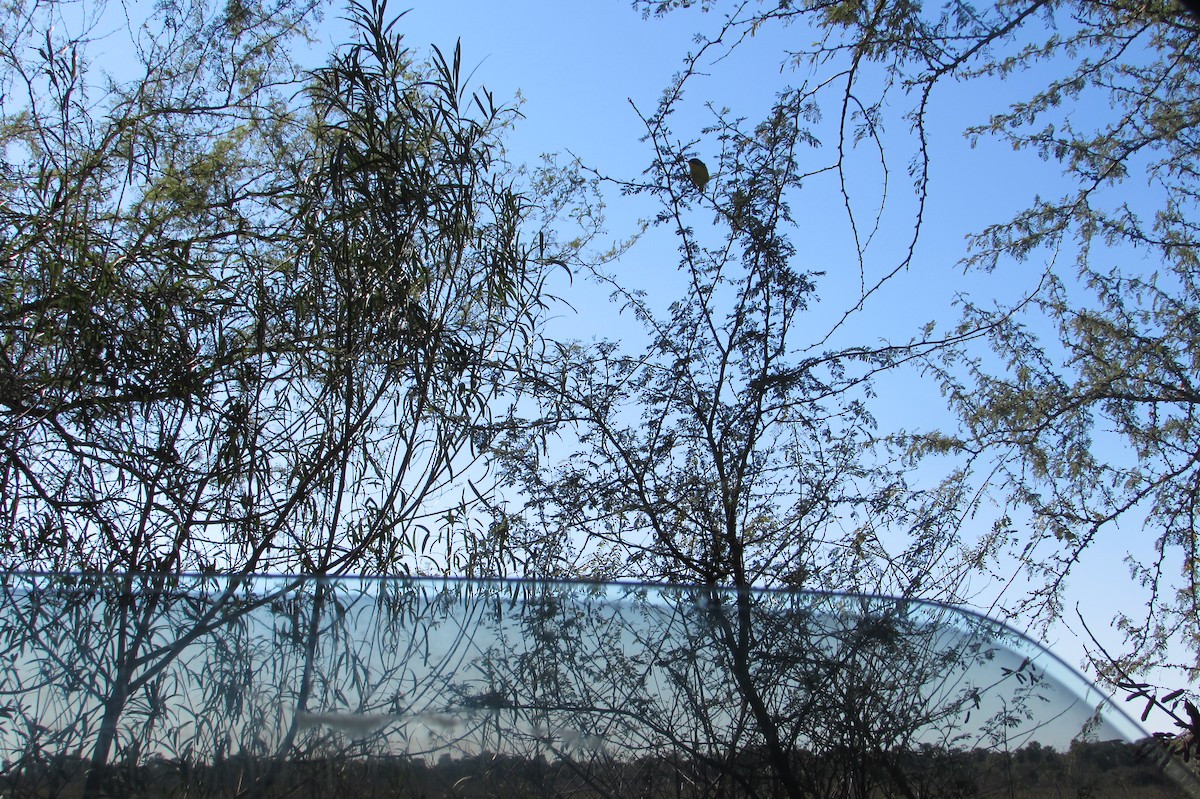 Tropical Parula - ML640010146